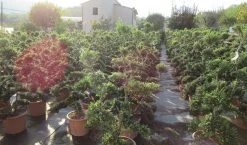 Japanse Hulst Als Bonsai (Ilex Crenata 'Kinme') -Groene Wereld ilex crenata kimne bonsai lv20