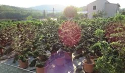 Japanse Hulst Als Bonsai (Ilex Crenata 'Kinme') -Groene Wereld ilex crenata kimne bonsai lv20 2