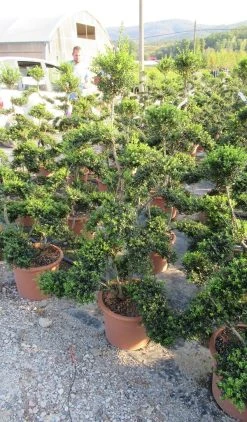 Japanse Hulst Als Bonsai (Ilex Crenata 'Kinme') -Groene Wereld ilex crenata kimne bonsai lv20 3