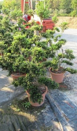 Japanse Hulst Als Bonsai (Ilex Crenata 'Kinme') -Groene Wereld ilex crenata kimne bonsai lv20 4 1