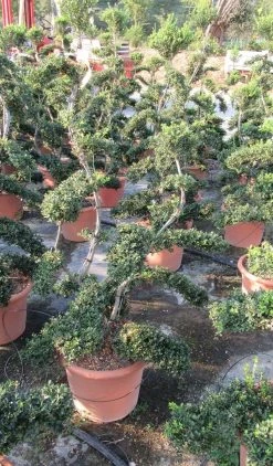 Japanse Hulst Als Bonsai (Ilex Crenata 'Kinme') -Groene Wereld ilex crenata kimne bonsai lv20 5 1 1