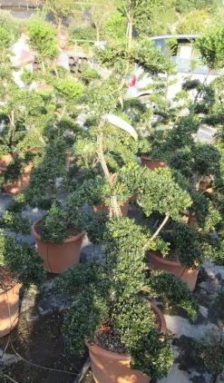 Japanse Hulst Als Bonsai (Ilex Crenata 'Kinme') -Groene Wereld ilex crenata kimne bonsai lv20 6