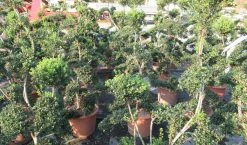 Japanse Hulst Als Bonsai (Ilex Crenata 'Kinme') -Groene Wereld ilex crenata kimne bonsai lv20 7