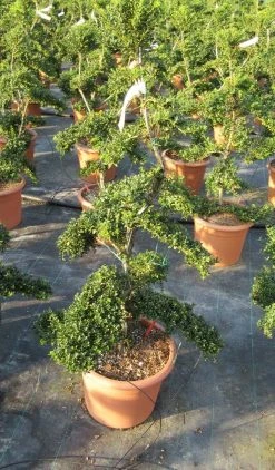 Japanse Hulst Als Bonsai (Ilex Crenata 'Kinme') -Groene Wereld ilex crenata kimne bonsai lv20 8 1