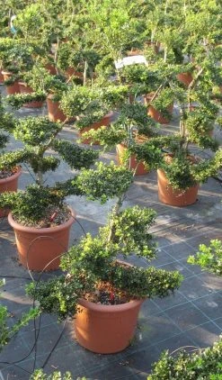 Japanse Hulst Als Bonsai (Ilex Crenata 'Kinme') -Groene Wereld ilex crenata kimne bonsai lv20 9 1