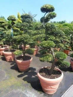 Japanse Hulst Als Bonsai (Ilex Crenata) -Groene Wereld ilex crenata kinmei bonsai 160 180 1