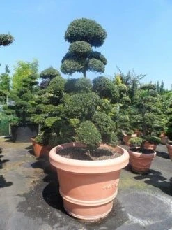 Japanse Hulst Als Bonsai (Ilex Crenata) -Groene Wereld ilex crenata kinmei bonsai 160 180 extra