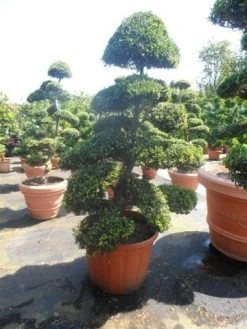 Japanse Hulst Als Bonsai (Ilex Crenata) -Groene Wereld ilex crenata kinmei bonsai 175 200 extra 1