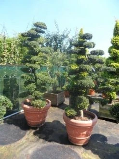 Japanse Hulst Als Bonsai (Ilex Crenata) -Groene Wereld ilex crenata kinmei bonsai 180 200