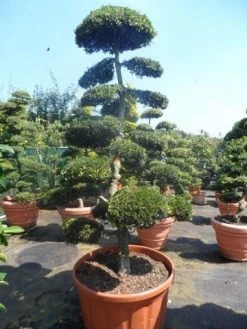Japanse Hulst Als Bonsai (Ilex Crenata) -Groene Wereld ilex crenata kinmei bonsai 200 225