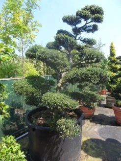 Japanse Hulst Als Bonsai (Ilex Crenata) -Groene Wereld ilex crenata kinmei bonsai 200 225 c750 1000