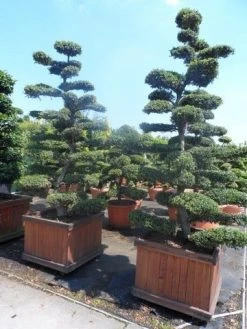 Japanse Hulst Als Bonsai (Ilex Crenata) -Groene Wereld ilex crenata kinmei bonsai 225 250
