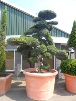Japanse Hulst Als Bonsai (Ilex Crenata) -Groene Wereld ilex crenata kinmei bonsai 250 300 solitair extra