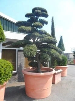 Japanse Hulst Als Bonsai (Ilex Crenata) -Groene Wereld ilex crenata kinmei bonsai 250 300 solitair extra2