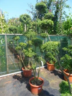 Japanse Hulst Als Bonsai (Ilex Crenata) -Groene Wereld ilex crenata ponpon 125 150