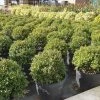 Japanse Hulst (Ilex Crenata 'Kinme') -Groene Wereld ilex kimne bol