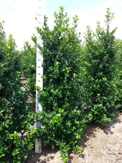 Blauwe Hulst (Ilex Meserveae 'Blue Prince') 19 Blauwe Hulst (Ilex Meserveae 'Blue Prince') -Groene Wereld ilex mes. blue prince 175 200 cm