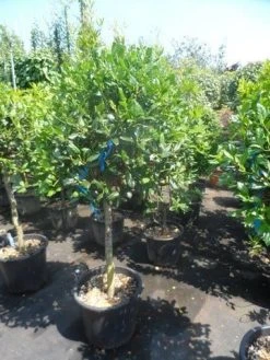 Hulst Als Boom (Ilex 'Nellie R. Stevens') -Groene Wereld ilex nellie r. stevens 80stam c35 50