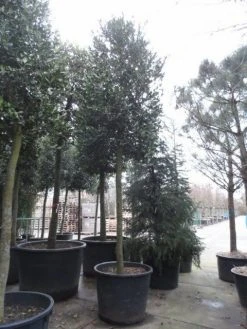Hulst Als Boom (Ilex 'Nellie R. Stevens') -Groene Wereld ilex nellie stevens