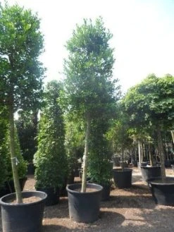 Hulst Als Boom (Ilex 'Nellie R. Stevens') -Groene Wereld ilex nellie stevens 25 30ho c350 1