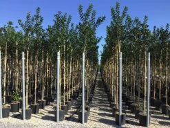 Hulst Als Boom (Ilex 'Nellie R. Stevens') -Groene Wereld ilex nellie stevens 6 8 1