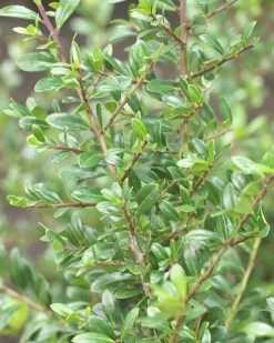 Japanse Hulst Als Bolvorm (Ilex Crenata 'Stokes') -Groene Wereld ilexcrenatastokes01