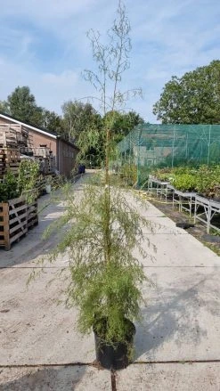 Berk (Betula Pendula 'Karaca') -Groene Wereld img 20210917 wa0021 1