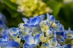 Hortensia Blue Ballad (Hydrangea 'Music Collection') -Groene Wereld img 1365