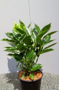 Broodboom (Aucuba Japonica 'Rozannie') -Groene Wereld img 1397