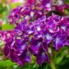 Hortensia Paars (Hydrangea 'Forever&Ever') -Groene Wereld img 1427 1