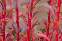 Pronkklokje (Enkianthus Campanulatus) -Groene Wereld img 1495