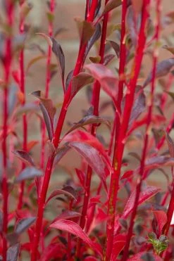 Pronkklokje (Enkianthus Campanulatus) -Groene Wereld img 1496