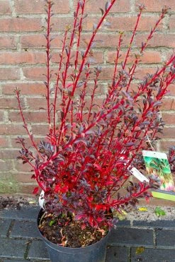 Pronkklokje (Enkianthus Campanulatus) -Groene Wereld img 1497