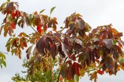 Sassafras (Sassafras Albidum) -Groene Wereld img 1522