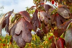 Sassafras (Sassafras Albidum) -Groene Wereld img 1524