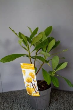 Papierstruik (Edgeworthia Chrysantha) -Groene Wereld img 1530