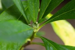 Papierstruik (Edgeworthia Chrysantha) -Groene Wereld img 1531