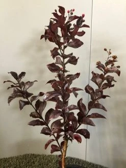 Lagerstroemia Als Halfstam (Lagerstroemia Indica 'Rhapsody In Pink') -Groene Wereld img 2474 1 1