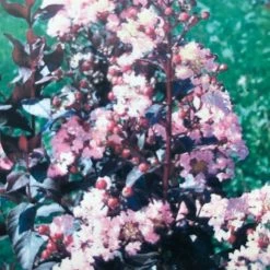 Lagerstroemia (Lagerstroemia Indica 'Rhapsody In Pink') -Groene Wereld img 2475 1