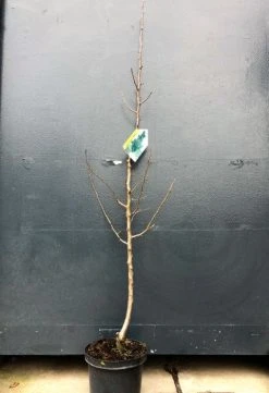 Zuil-peer (Pyrus Communis 'Obelisk') 6 Zuil-peer (Pyrus Communis 'Obelisk') -Groene Wereld img 2645 1