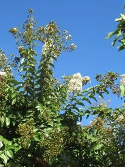 Lagerstroemia Halfstam (Lagerstroemia Indica 'Burgundy Cotton') 8 Lagerstroemia Halfstam (Lagerstroemia Indica 'Burgundy Cotton') -Groene Wereld img 4003 1