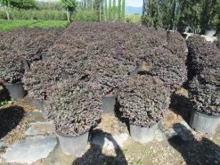 Loropetalum Als Bolvorm (Loropetalum 'Fire Dance') -Groene Wereld img 4054