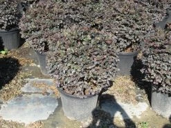 Loropetalum Als Bolvorm (Loropetalum 'Fire Dance') -Groene Wereld img 4055