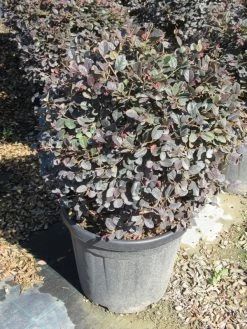 Loropetalum Als Bolvorm (Loropetalum 'Fire Dance') 9 Loropetalum Als Bolvorm (Loropetalum 'Fire Dance') -Groene Wereld img 4056 1