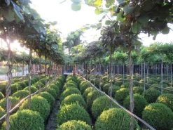 Kiwiplant Als Dakboom (Actinidia Chinensis) -Groene Wereld img 4340