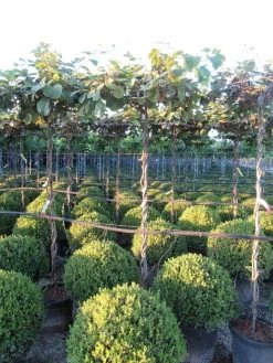 Kiwiplant Als Dakboom (Actinidia Chinensis) -Groene Wereld img 4341