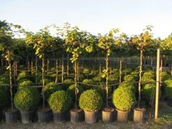 Kiwiplant Als Dakboom (Actinidia Chinensis) -Groene Wereld img 4342