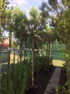 Parasolden (Pinus Pinea) -Groene Wereld img 8351