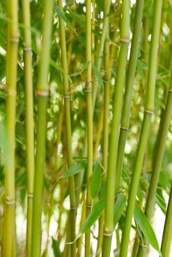 Niet Woekerende Bamboe (Fargesia Robusta 'Pingwu') -Groene Wereld jope06224