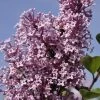 Dwerg Sering (Syringa 'Josée') -Groene Wereld jos e
